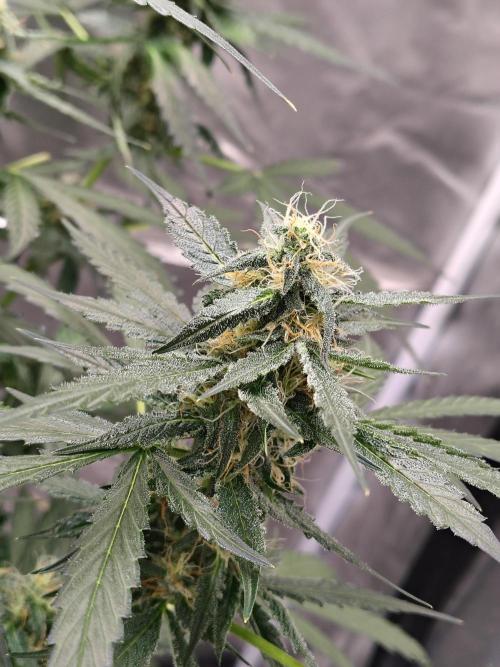 Son of a Mich. Week 7