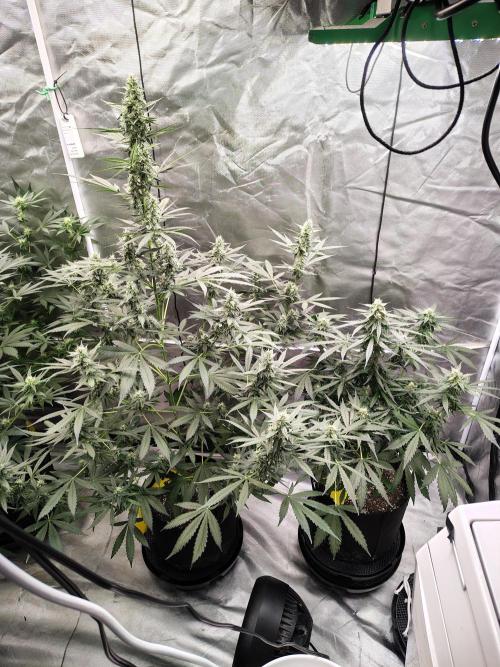 Son of a Mich. Week 7