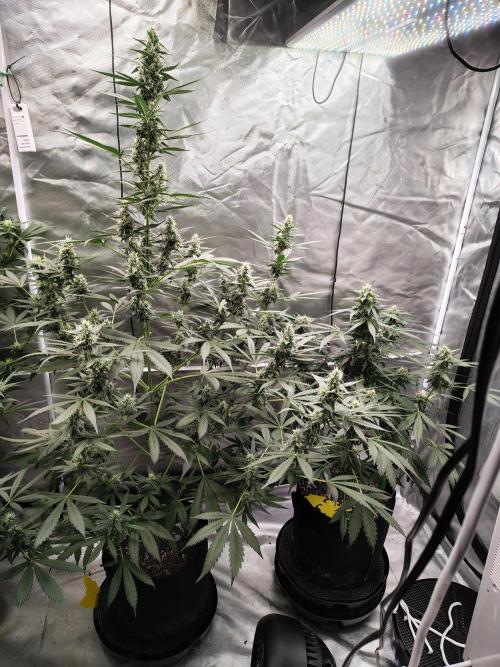 Son of a Mich. Week 7