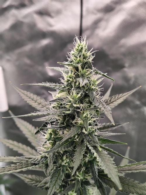 Son of a Mich. Week 7