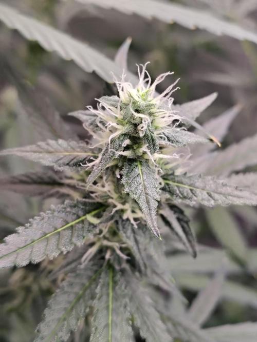 Son of a Mich. Week 7