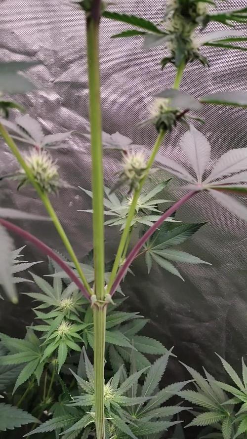 The Spice F3. Week 8