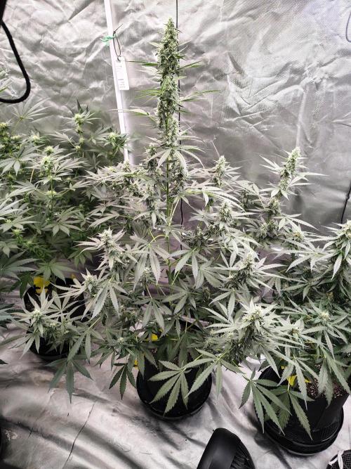 Son of a Mich. Week 7