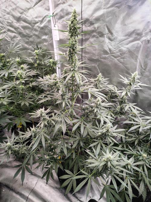 Son of a Mich. Week 7