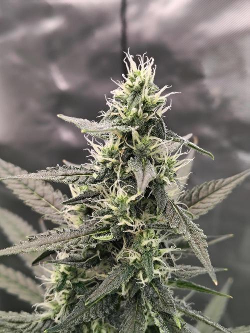Son of a Mich. Week 7