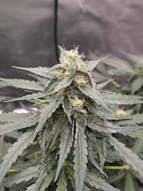 Son of a Mich. Week 7