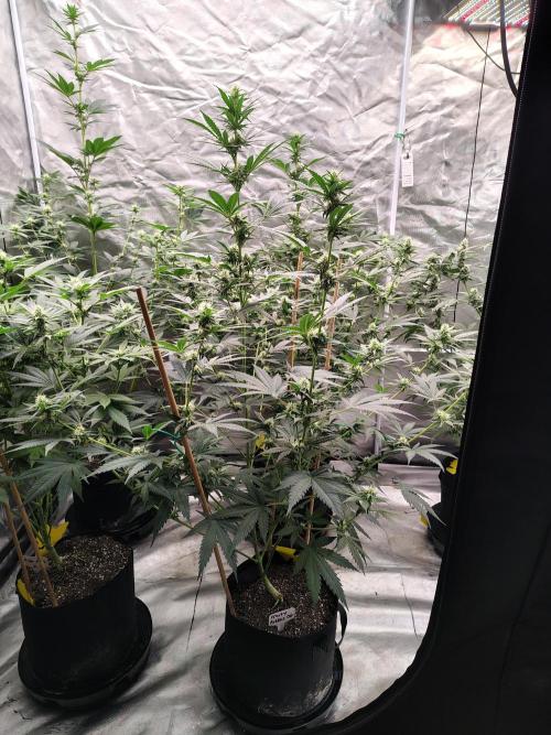 Fruity Pebbles OG. Week 9