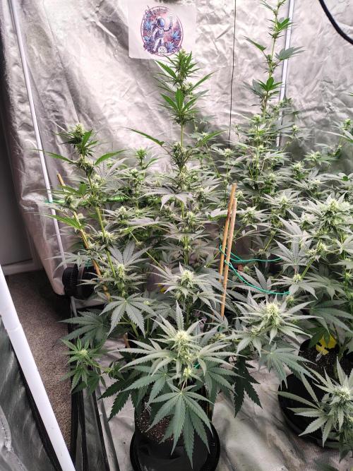 Fruity Pebbles OG. Week 9