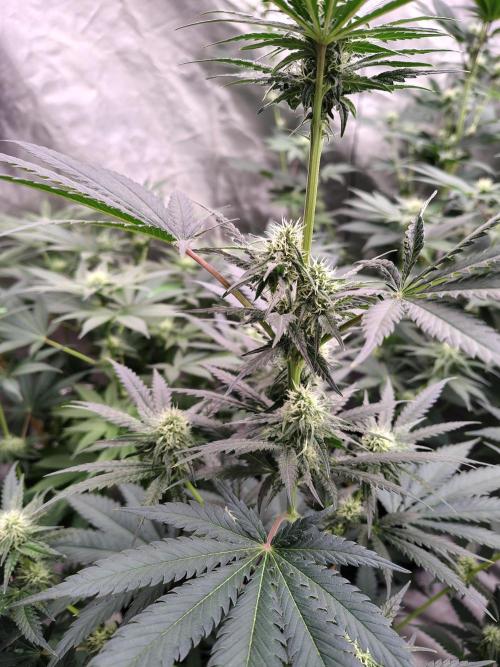 Fruity Pebbles OG. Week 9