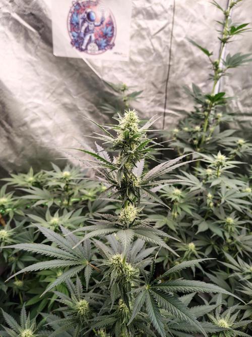 Fruity Pebbles OG. Week 9