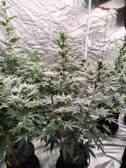 Fruity Pebbles OG. Week 9