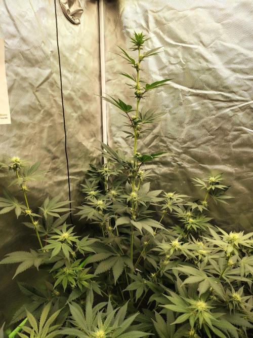 Zoap Rose. Week 9