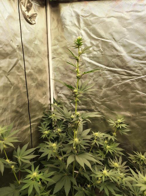 Zoap Rose. Week 9