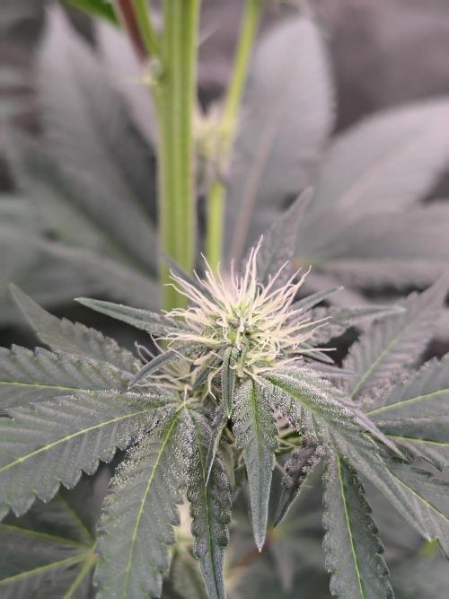 Zoap Rose. Week 9