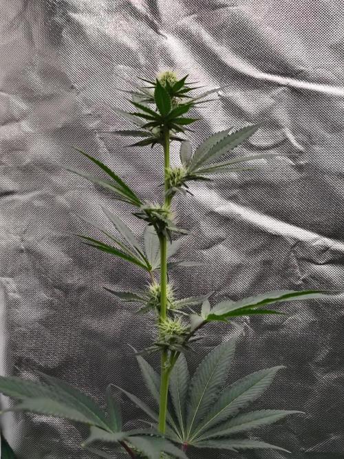 Zoap Rose. Week 9