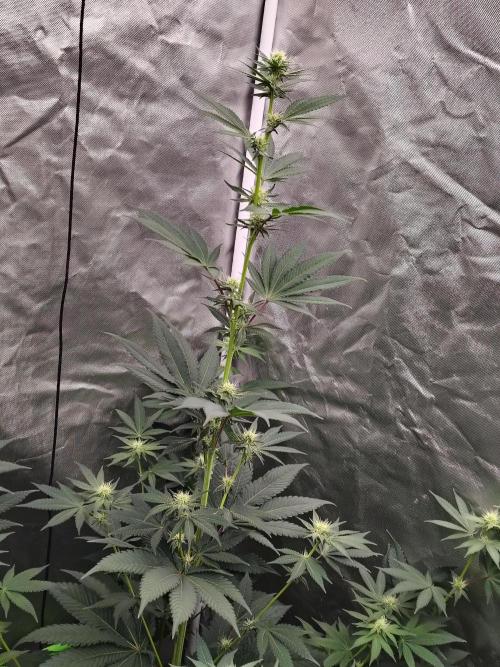 Zoap Rose. Week 9