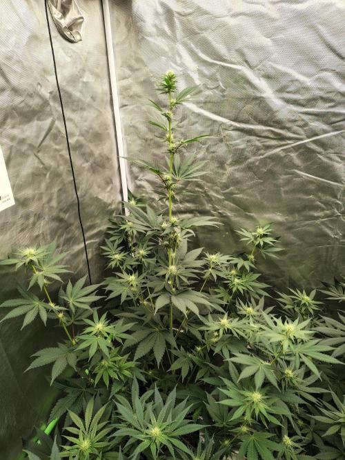 Zoap Rose. Week 9