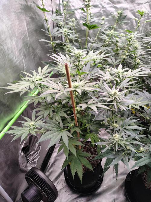 Durga Mata. Week 9