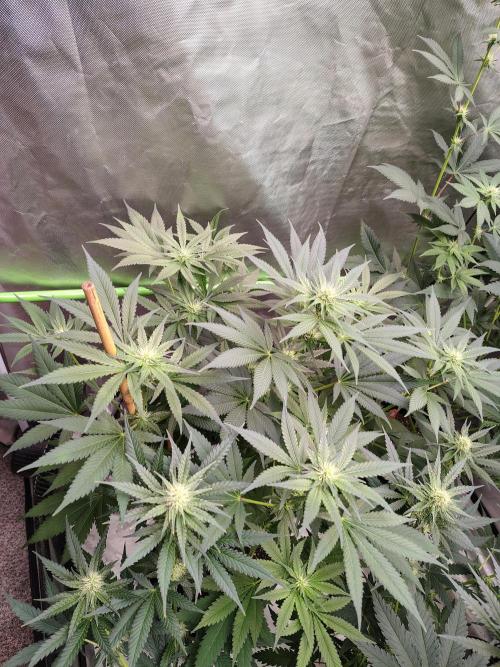 Durga Mata. Week 9