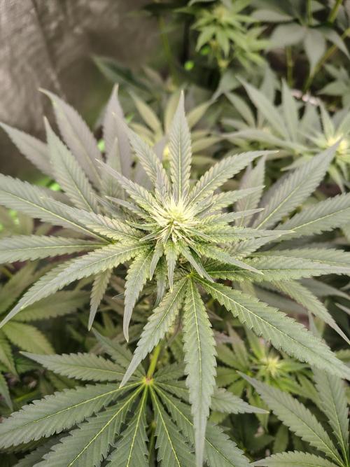 Durga Mata. Week 9
