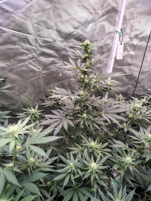 Durga Mata. Week 9