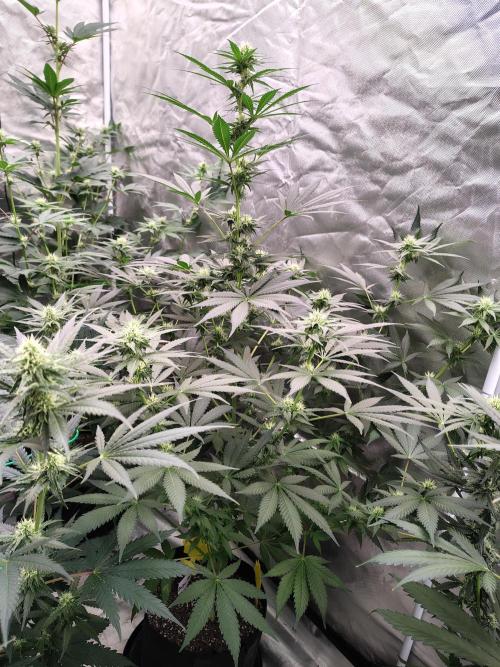 Durga Mata. Week 9
