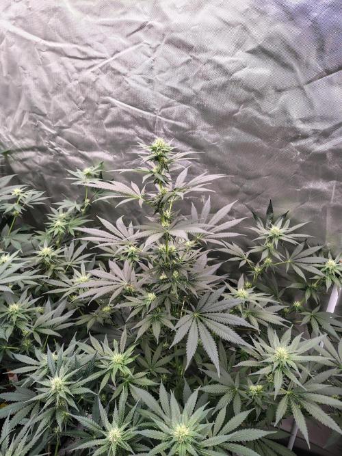 Durga Mata. Week 9