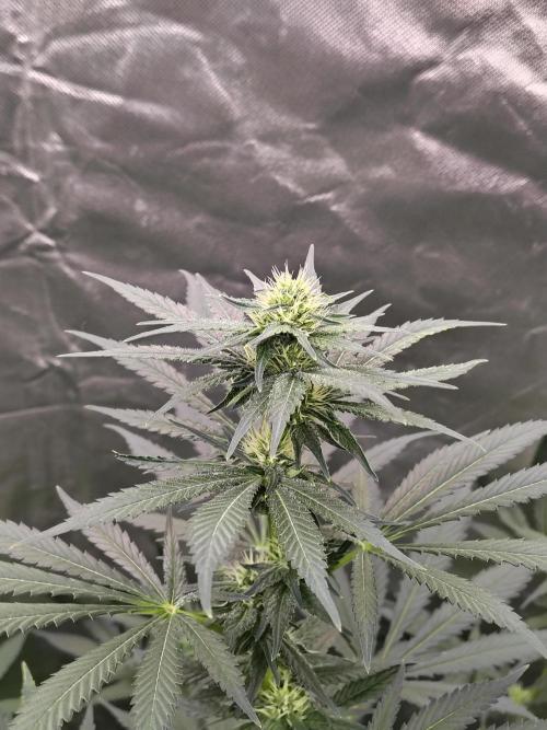 Durga Mata. Week 9