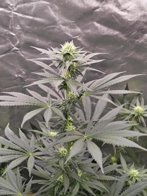 Durga Mata. Week 9