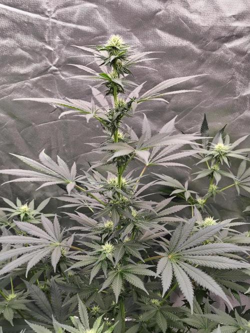 Durga Mata. Week 9