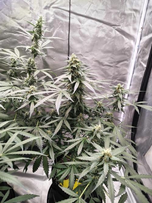Son of a Mich. Week 7