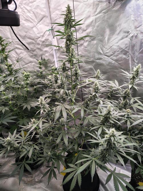 Son of a Mich. Week 7