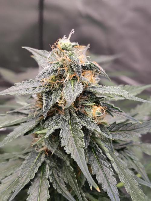 Son of a Mich. Week 7