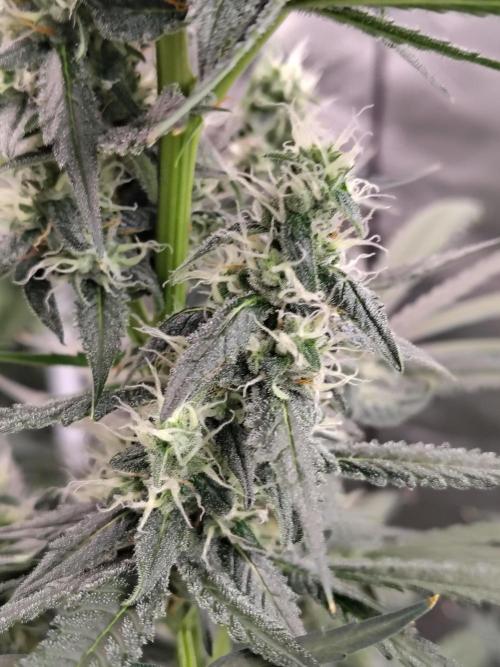 Son of a Mich. Week 7