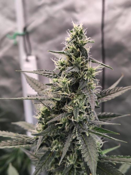 Son of a Mich. Week 7