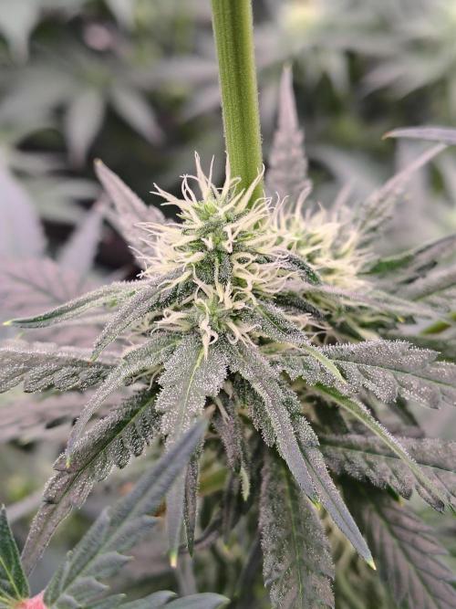 Fruity Pebbles OG. Week 9