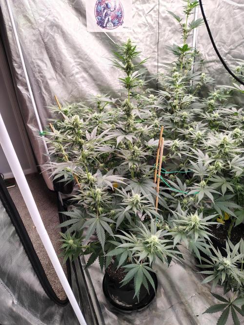 Fruity Pebbles OG. Week 9