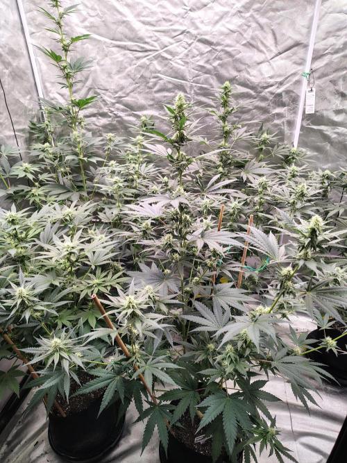 Fruity Pebbles OG. Week 9