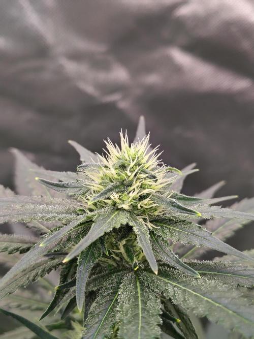 Durga Mata. Week 9