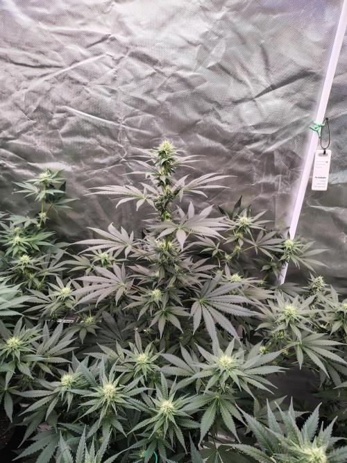 Durga Mata. Week 9