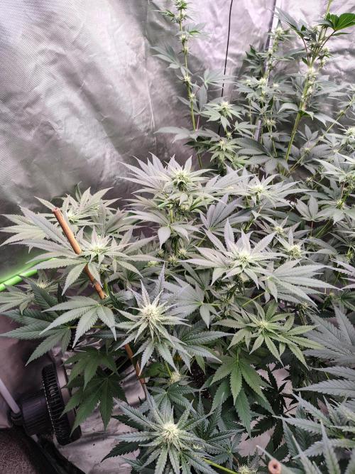 Durga Mata. Week 9