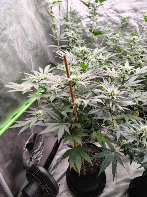 Durga Mata. Week 9