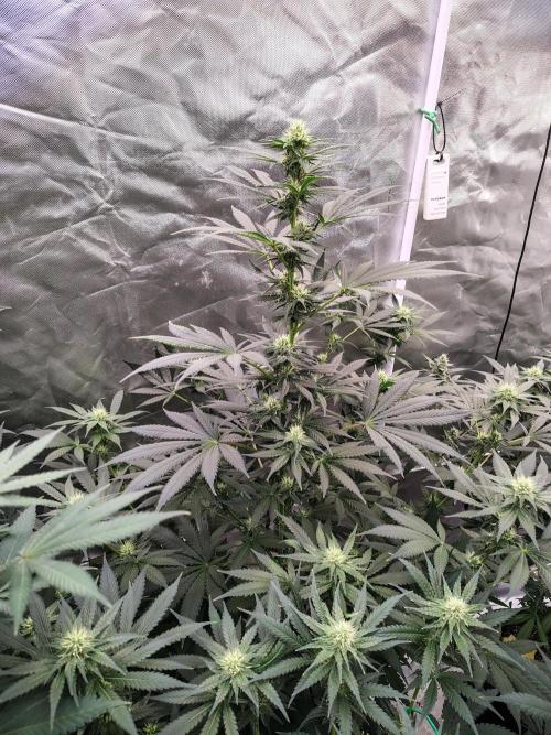 Durga Mata. Week 9
