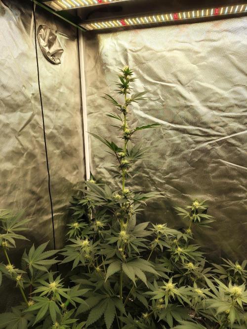 Zoap Rose. Week 9