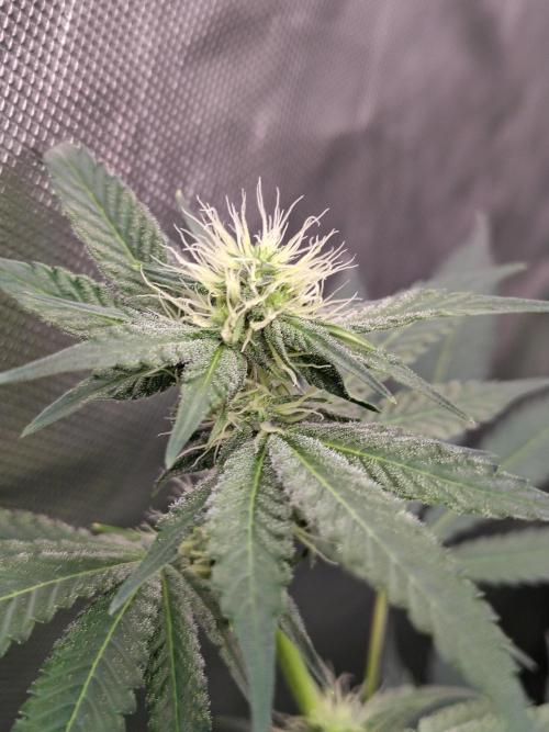 Zoap Rose. Week 9