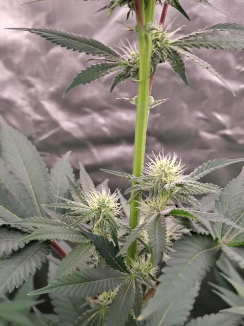 Zoap Rose. Week 9