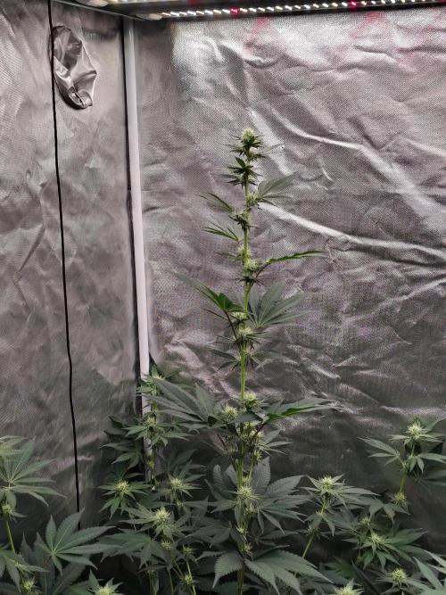 Zoap Rose. Week 9