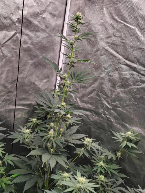 Zoap Rose. Week 9