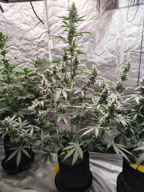Son of a Mich. Week 8