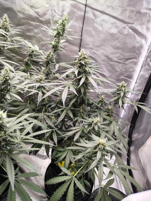 Son of a Mich. Week 8